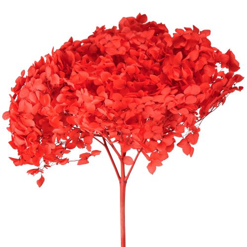 kohteita Koristehortensia: säilötty kuivakukka tyylikkääseen sisustukseen