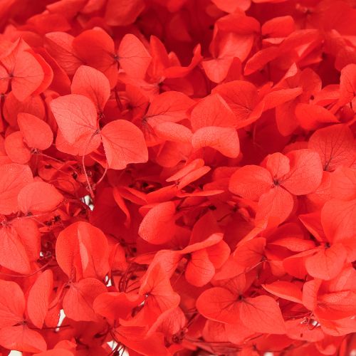 kohteita Koristehortensia: säilötty kuivakukka tyylikkääseen sisustukseen