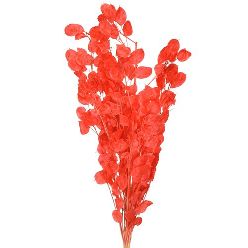 kohteita Kuivattu hopealehtiinen lunaria punainen 65-70cm 20g