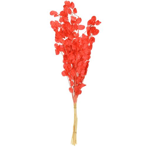 kohteita Kuivattu hopealehtiinen lunaria punainen 65-70cm 20g