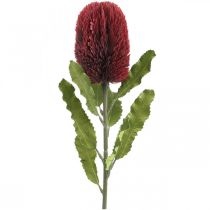 kohteita Keinotekoinen kukka Banksia Red Burgundy keinotekoinen eksoottinen 64cm