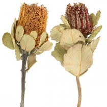 kohteita Banksia coccinea kuivatut kukat luonto 10kpl