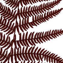 kohteita Saniainen koristeellinen vuoristosaniainen kuivatut lehdet viininpunainen 50cm 20kpl