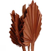 kohteita Palmspear palmulehtiä luonnollinen koriste ruskea 5-9×14cm L35cm 4kpl