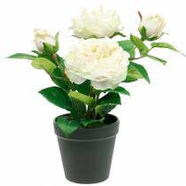 kohteita Pioni ruukussa, romanttinen koriste ruusu, kermainen valkoinen silkkikukka