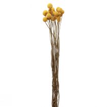 kohteita Kuivatut kukat Craspedia kuivatut, koivet keltaiset 50cm 20kpl