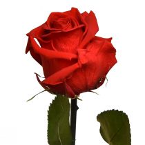 kohteita Infinity Rose säilötyt lehdet Amorosa Red L54cm