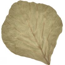kohteita Kobranlehdet kuivattuja vihreitä luonnollisia 15cm-17cm 50kpl
