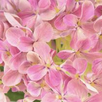 kohteita Hortensia keinotekoinen pinkki tekokukka pinkki Ø15,5cm 45cm