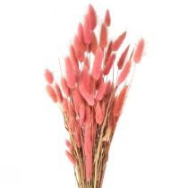 kohteita Lagurus Dried Rabbit Tail Grass Pink L45cm 50g