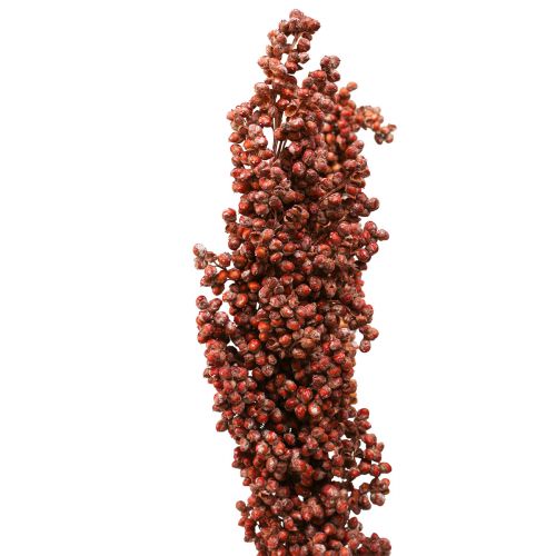 kohteita Kuivatut kukat Sorghum Millet Orange Kuivakukkia 70cm 3kpl