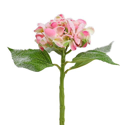 Hortensia pinkki lumella 33cm 4 kpl