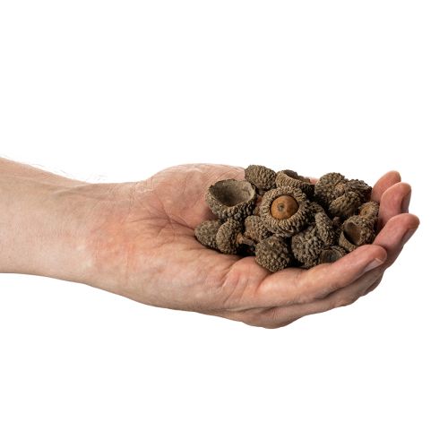 kohteita Luonnonväriset tammenterhojen hatut, koristeelliset kulhot syksyyn ja adventtiin, 2 cm, 300 g