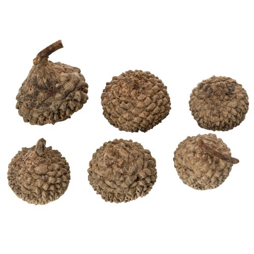 kohteita Luonnonväriset tammenterhojen hatut, koristeelliset kulhot syksyyn ja adventtiin, 2 cm, 300 g