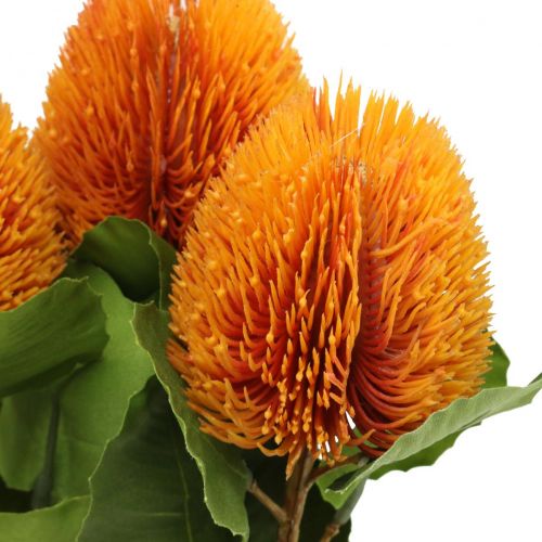 kohteita Tekokukat, Banksia, Proteaceae Oranssi L58cm K6cm 3 kpl