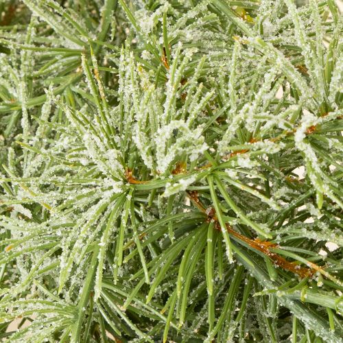 kohteita Koristeellinen lehtikuusiköynnös tunnelmalliseen huonesisustukseen, 250 cm