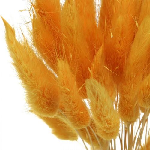 kohteita Lagurus Yellow Velvet Grass Rabbit Tail Grass L40-55cm 25g