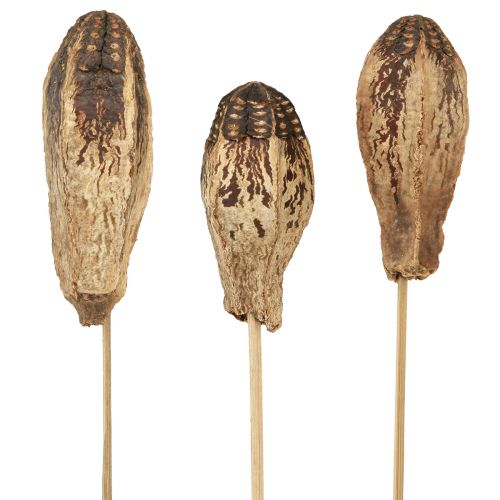 Floristik24 Mahogany Pod Pods Dry Decoration Natural 45cm 50 kpl