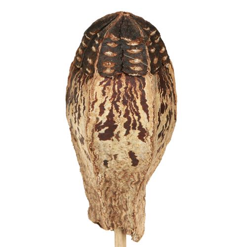 kohteita Mahogany Pod Pods Dry Decoration Natural 45cm 50 kpl