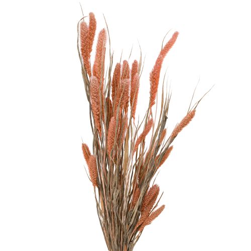 Setaria harjas hirssi kuiva koristelohi 69cm 70-75g x 2kpl