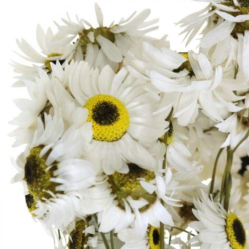 kohteita Acroclinium White, kuivat kasvit, olkikukat, kuiva kukkakauppa L20-40cm 25g