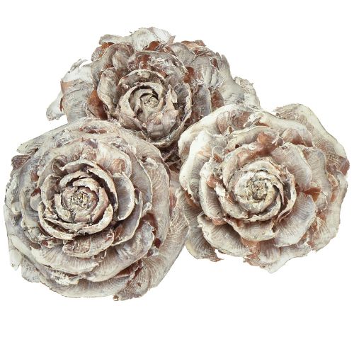 Setrikäpyjä leikattu kuin ruusu setri ruusu 4-6cm valkoinen/luonnollinen 50 kpl