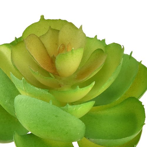 kohteita Echeveria Artificial Succulents Vihreä Ø7cm 6kpl