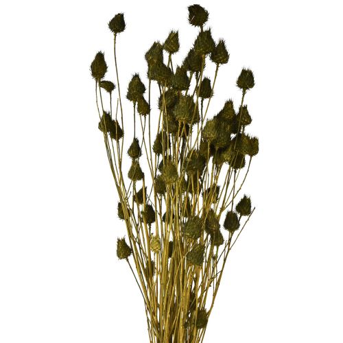 Mansikka ohdakekuiva koristelu oliivinvihreä Ø1–2cm L55cm 100g