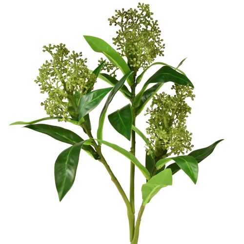 Tekokukat vihreä Skimmia japonica Skimmie 45cm 2kpl