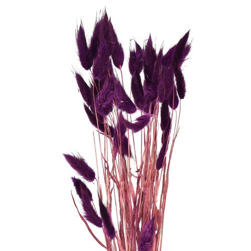 Floristik24 Velvet Grass Violet, Rabbit Tail Grass, Lagurus L18-50cm 25g