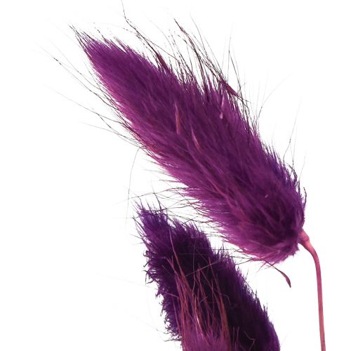 kohteita Velvet Grass Violet, Rabbit Tail Grass, Lagurus L18-50cm 25g