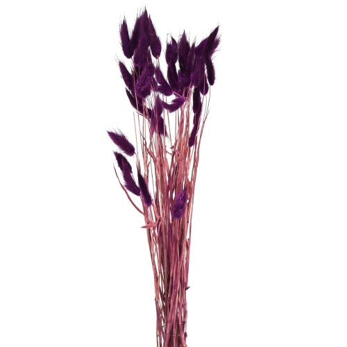 kohteita Velvet Grass Violet, Rabbit Tail Grass, Lagurus L18-50cm 25g