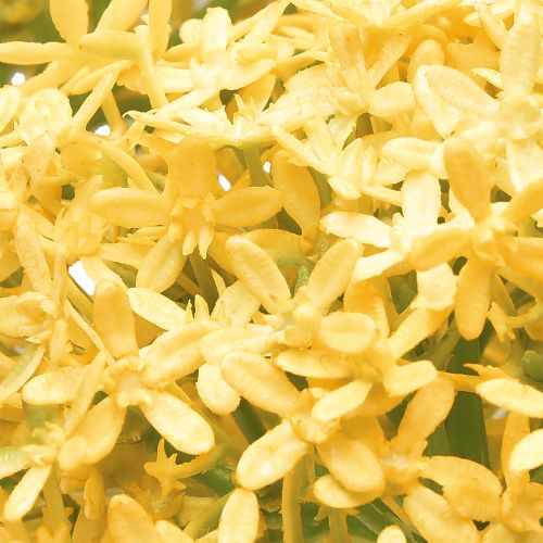 kohteita Koristevalkosipuli Wild Allium Artificial Yellow 70cm 3kpl