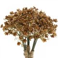 Floristik24 Gypsophila tekoruskea syyskimppuun 29,5cm 18p