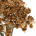 Floristik24 Gypsophila tekoruskea syyskimppuun 29,5cm 18p