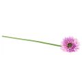 Floristik24 Tekokukat Gerbera Garden Tekokukat Purppura 47cm