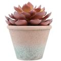 Floristik24 Mehikasvi ruukussa Echeveria keinopunainen vintage Ø15cm K16cm