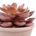 Floristik24 Mehikasvi ruukussa Echeveria keinopunainen vintage Ø15cm K16cm