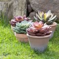 Floristik24 Mehikasvi ruukussa Echeveria keinopunainen vintage Ø15cm K16cm