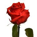 Floristik24 Amorosa Red Infinity Rose Säilötyt lehdet L54cm
